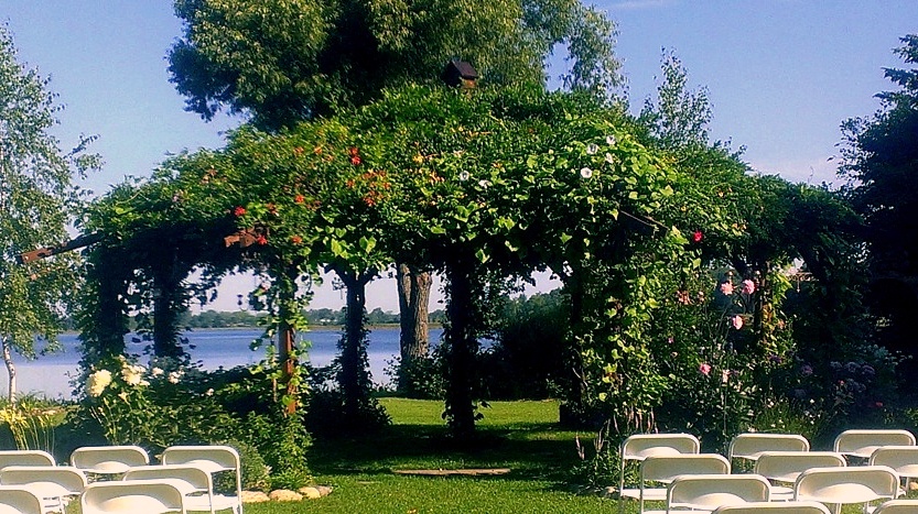 Morning Glories begin to bloom